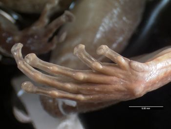 Media type: image;   Herpetology A-21975